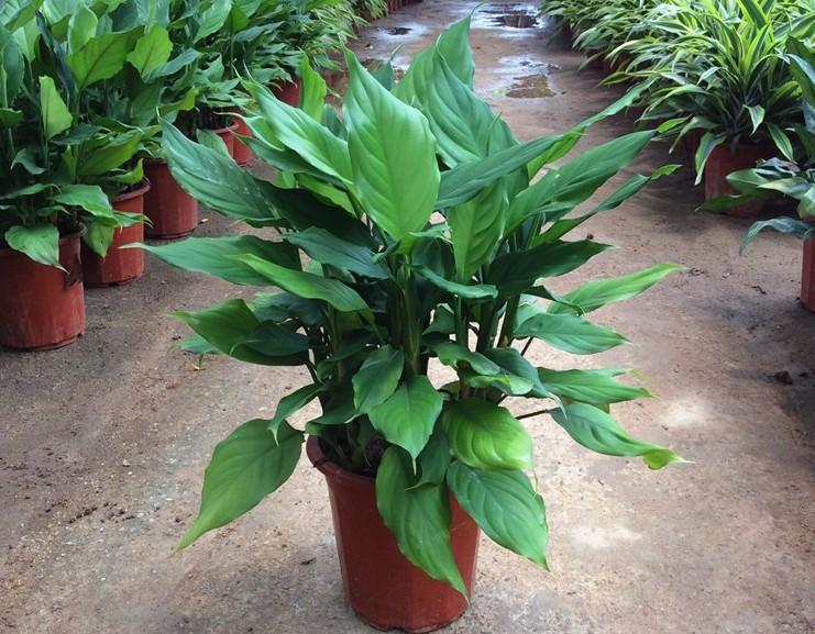重庆大学城风水师谈办公室里栽种这些花草好？