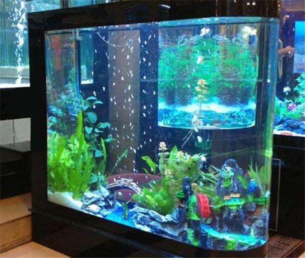 重庆知名风水师李九燚谈鱼缸内长青苔对风水是否会有影响
