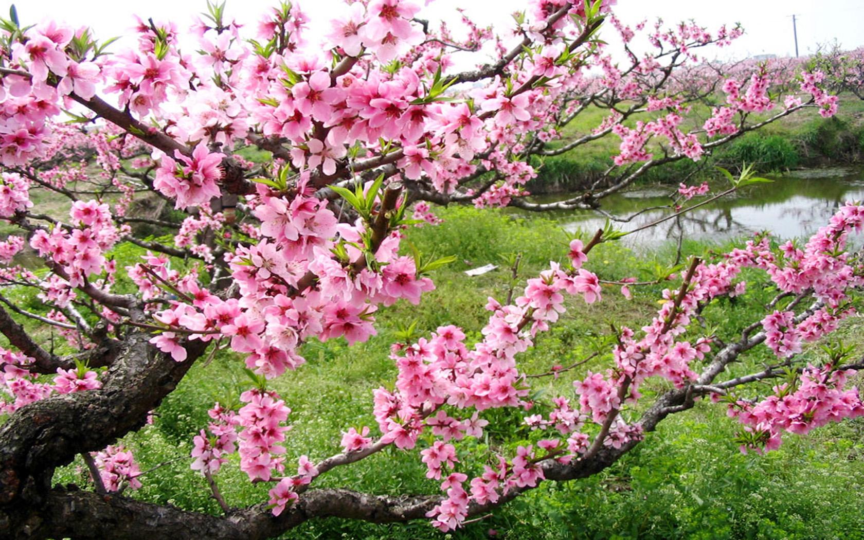 重庆风水大师李九燚谈2021年桃花运势良好的月份是在哪什么时候呢。