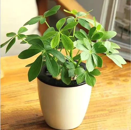 阳台摆放植物的风水禁忌